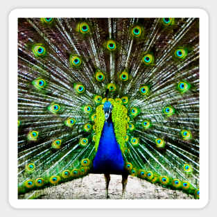 Photography - Peacock Sticker